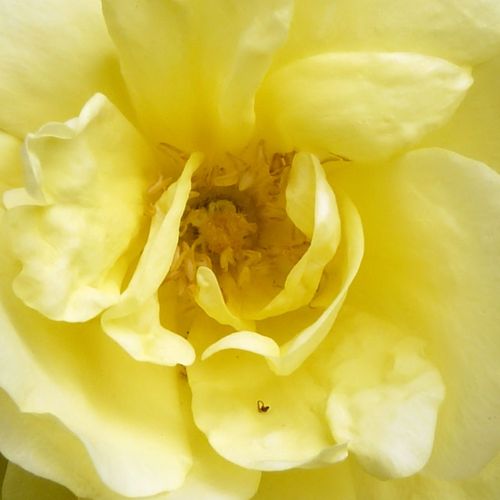 Rosa Rosa Harisonii - mierna vôňa ruží - Stromkové ruže s kvetmi čajohybridov - žltá - George Folliott Harisonstromková ruža s kríkovitou tvarou koruny - -